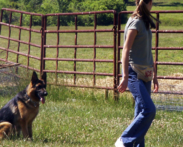 K9 boot clearance camp cost